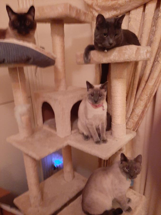Catmosphere 2 Las Vegas Eksteriør bilde